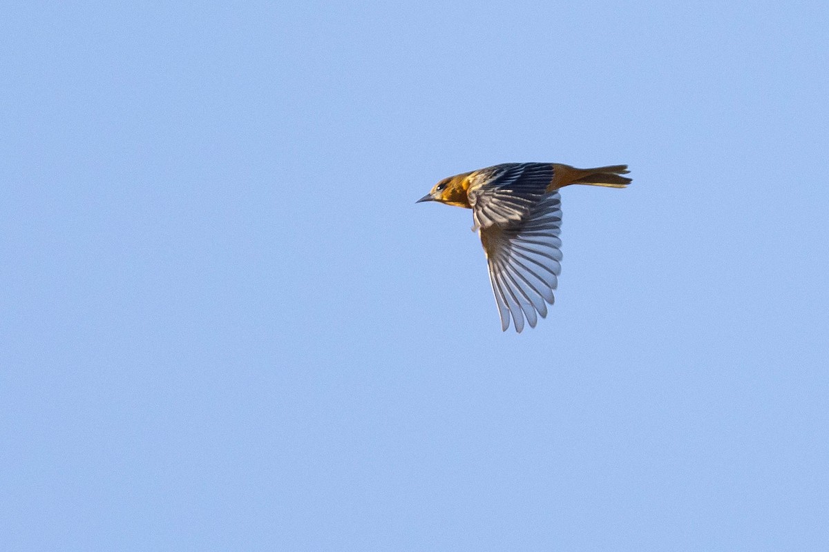 trupiál baltimorský - ML645412662