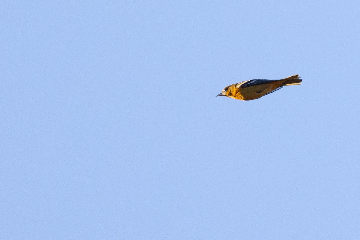 trupiál baltimorský - ML645412665