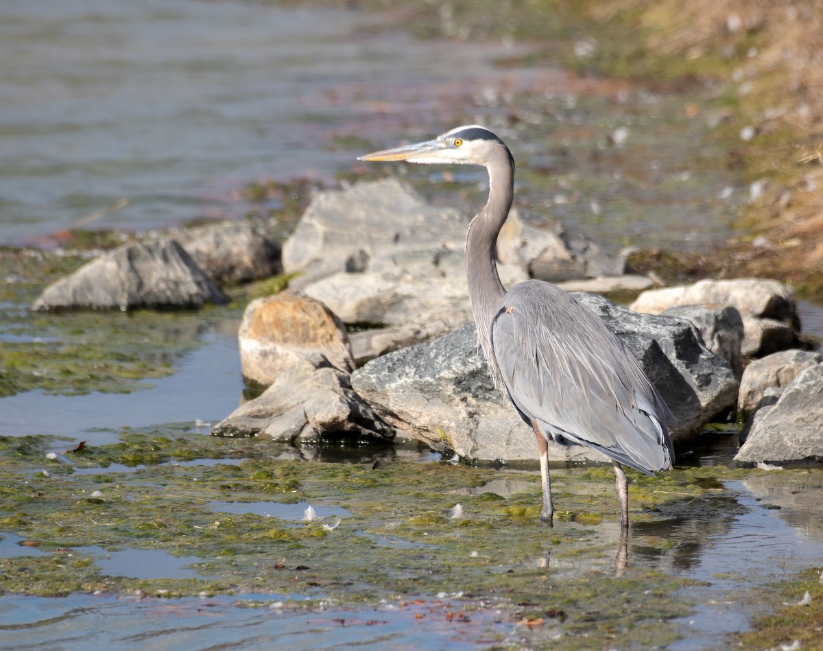 Большая голубая цапля - ML645412668