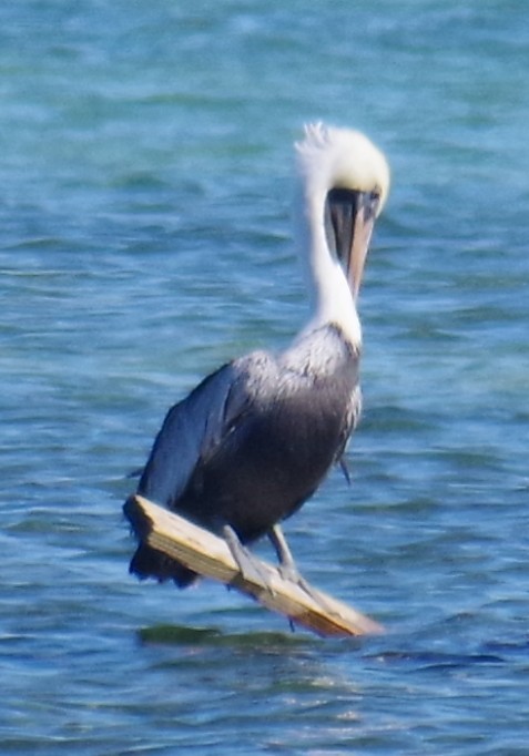 שקנאי חום - ML645412669