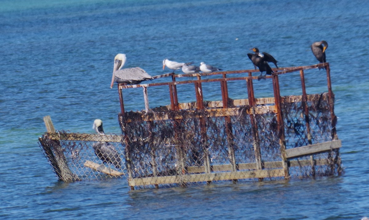 שקנאי חום - ML645412670