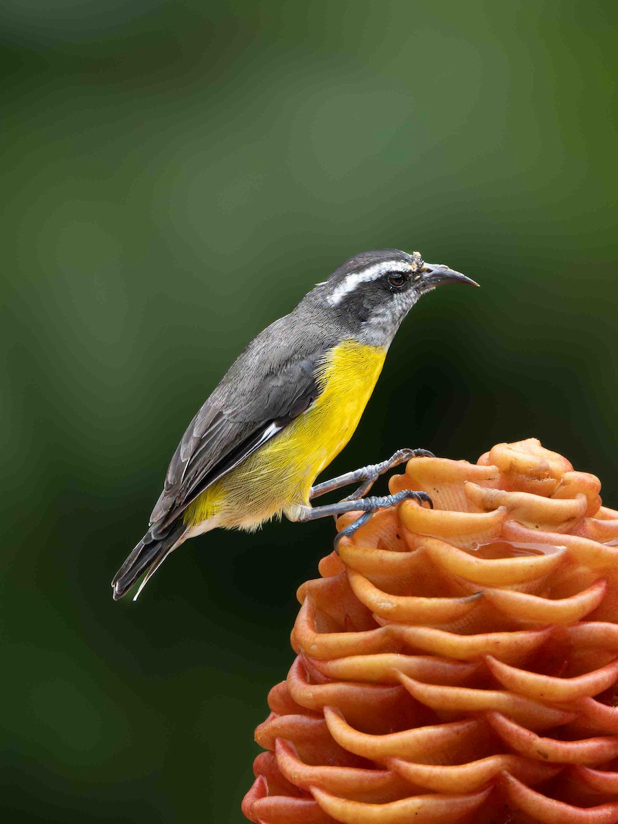 Sucrier à ventre jaune - ML645412678