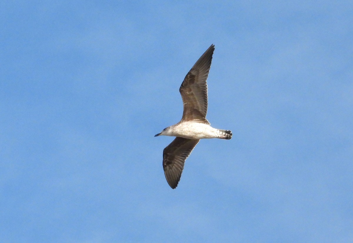 Zafferano - ML645412693