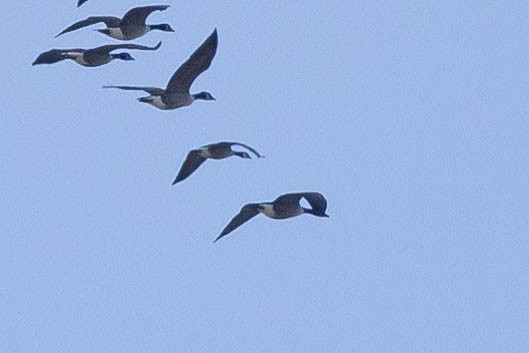 berneška malá - ML645412696