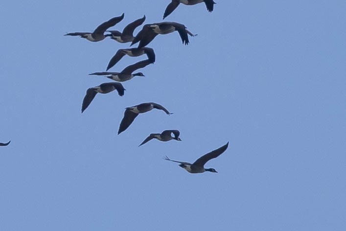 berneška malá - ML645412697