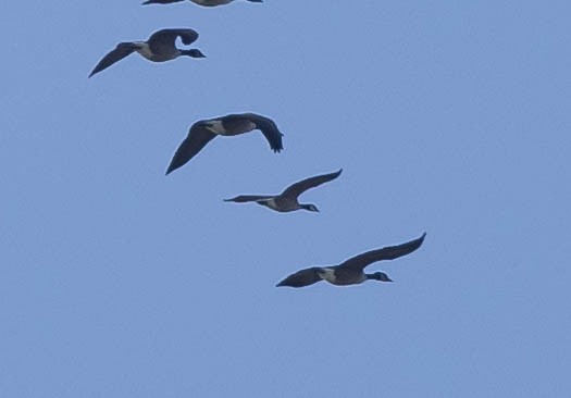 berneška malá - ML645412698