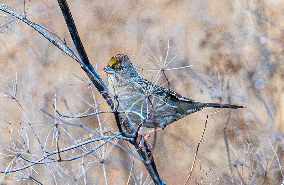 Чернобровая овсянка - ML645412700