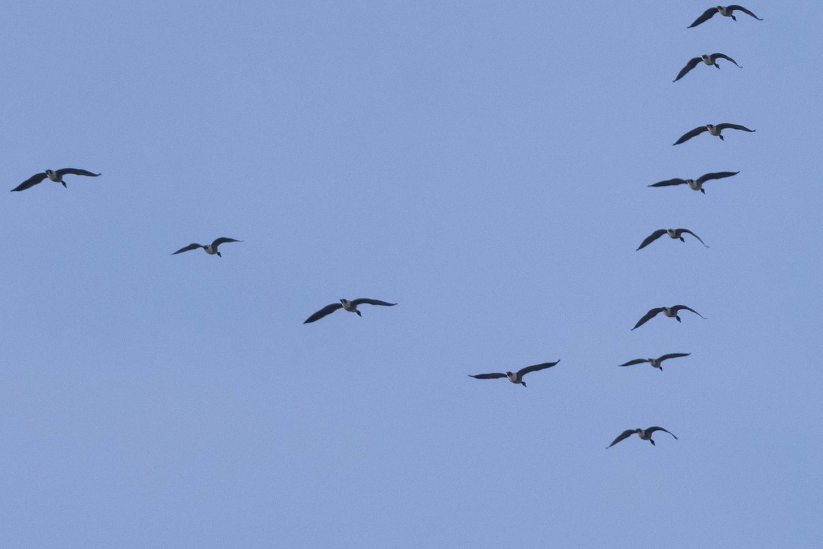 berneška malá - ML645412701