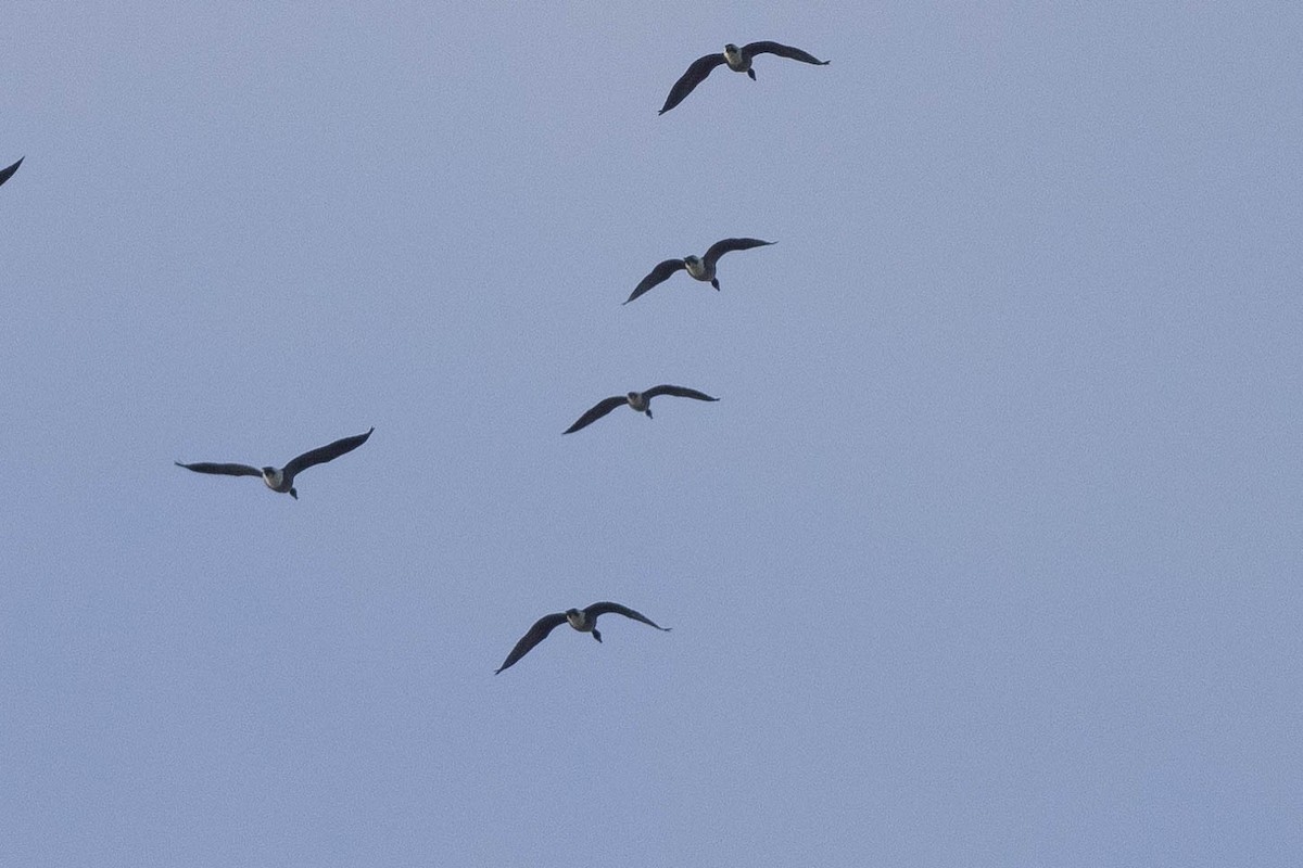 berneška malá - ML645412703