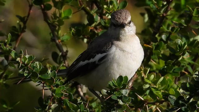 White-banded Mockingbird - ML645412704