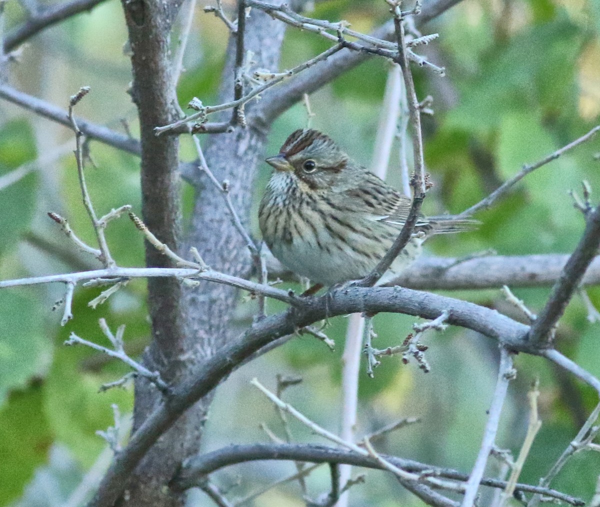 strnadec pruhohlavý - ML645412705