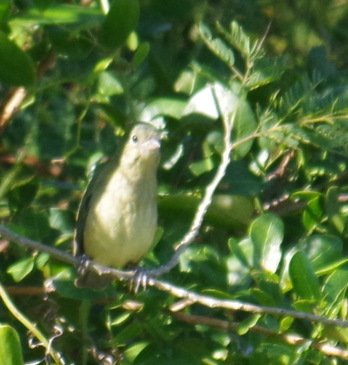 Painted Bunting - ML645412707