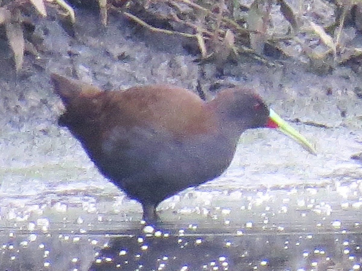 Plumbeous Rail - ML645412709