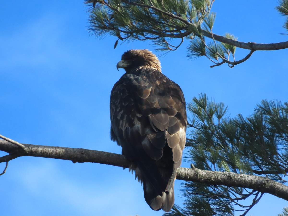 Golden Eagle - ML645412713