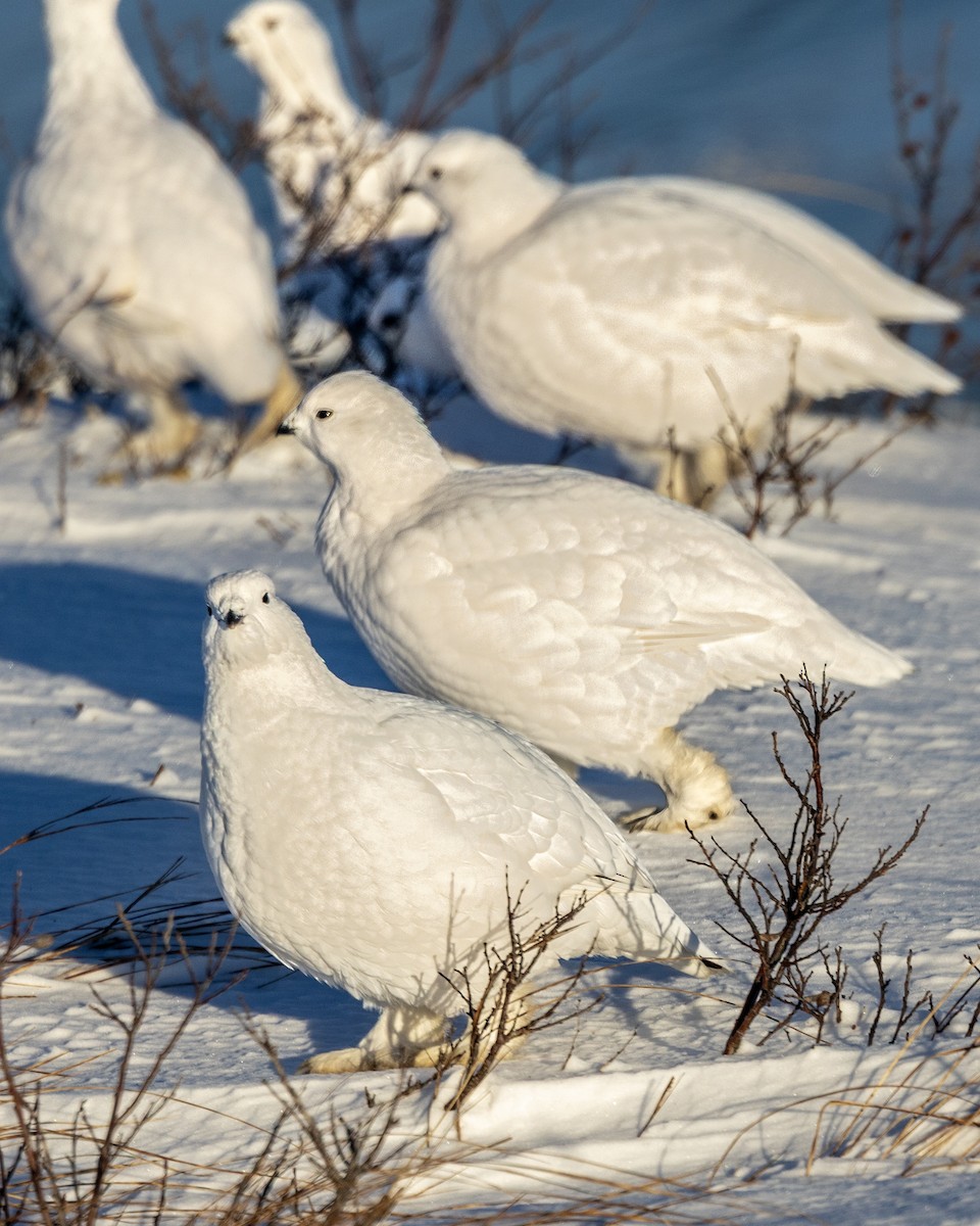 Moorschneehuhn - ML645412720