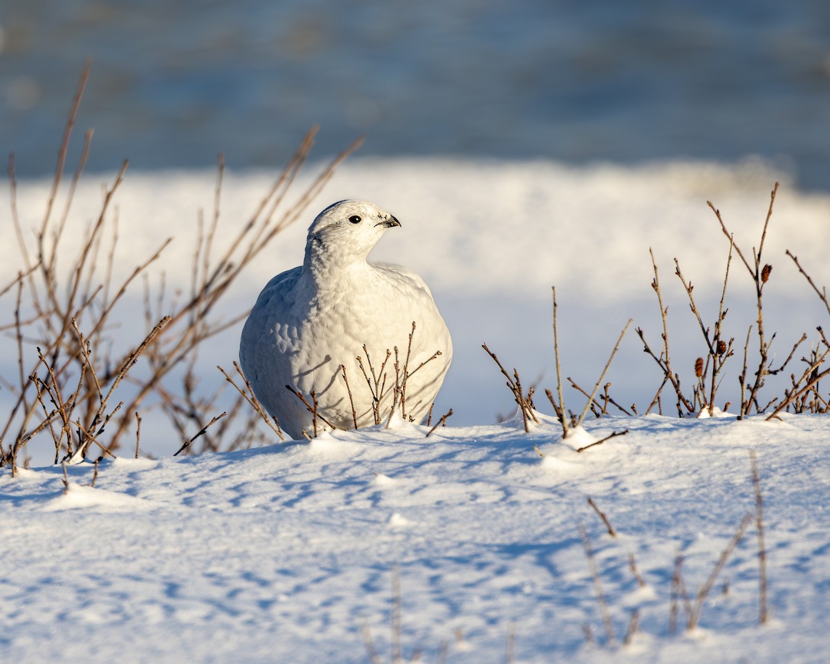 Moorschneehuhn - ML645412721
