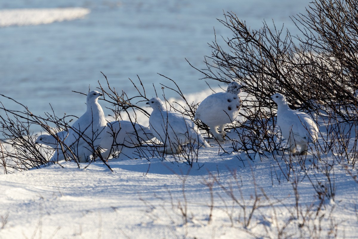 Moorschneehuhn - ML645412722