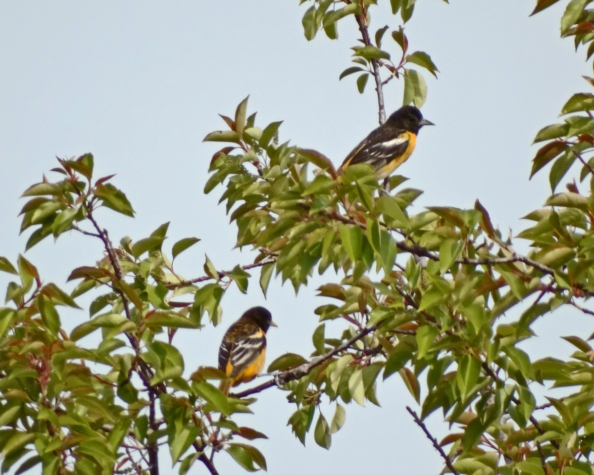 Балтиморский трупиал - ML645412729