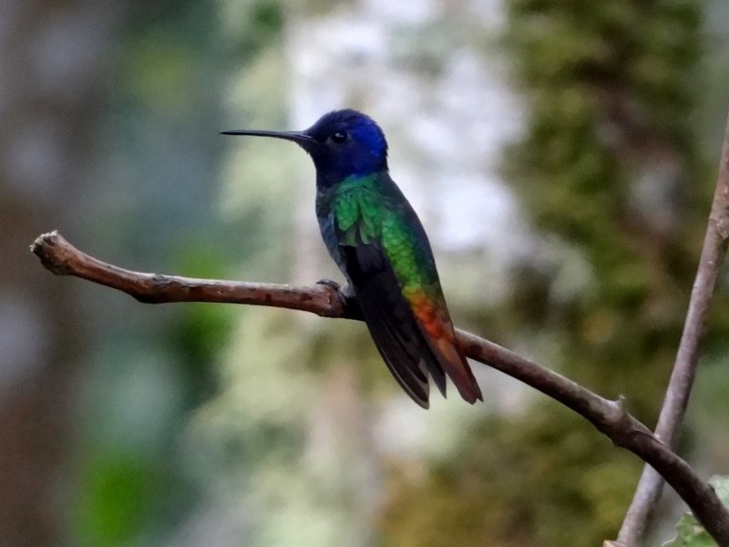 Golden-tailed Sapphire - ML645412733