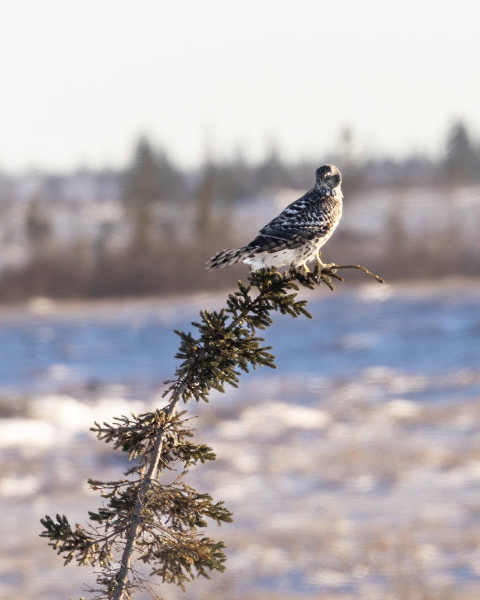 American Goshawk - ML645412736