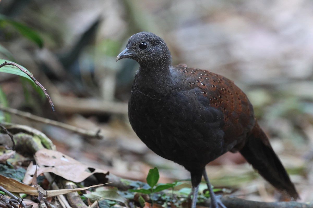 Mountain Peacock-Pheasant - ML645412743