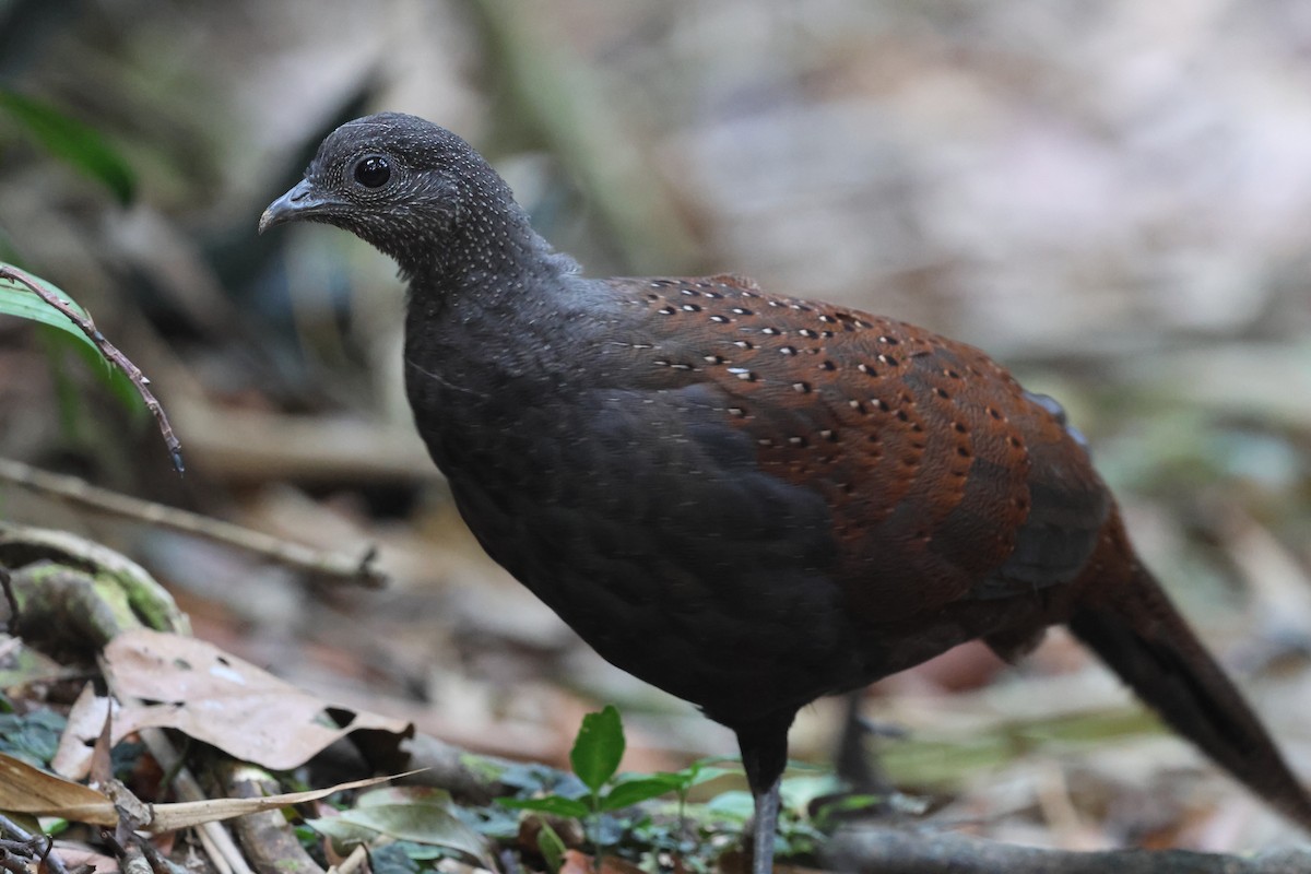 Mountain Peacock-Pheasant - ML645412744