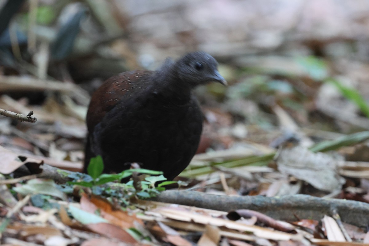 Mountain Peacock-Pheasant - ML645412746