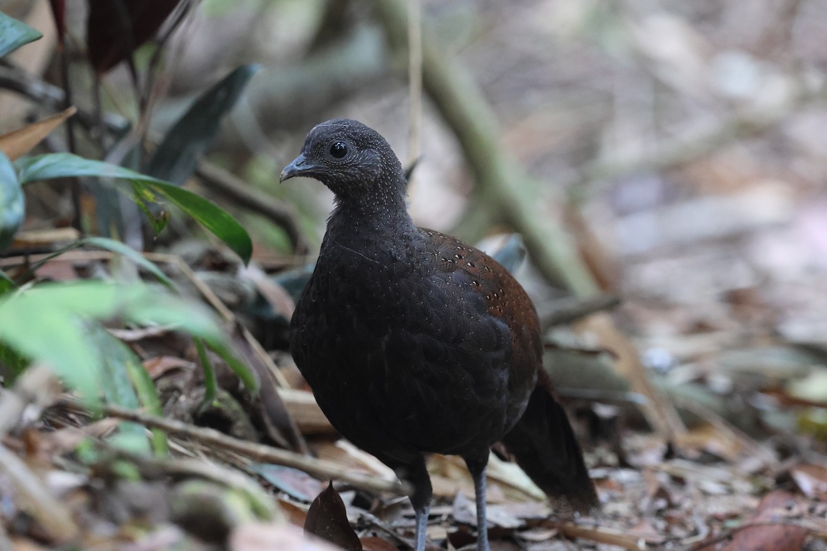 Mountain Peacock-Pheasant - ML645412748