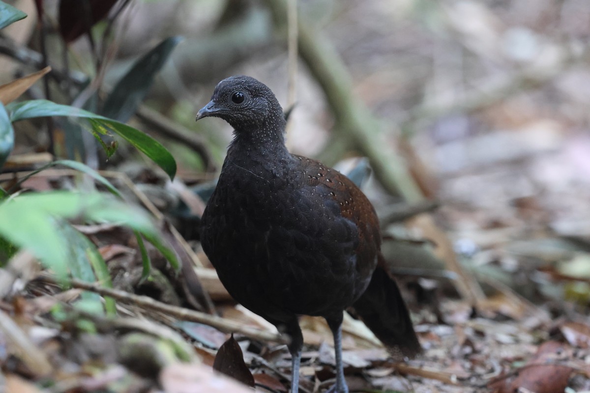 Mountain Peacock-Pheasant - ML645412749