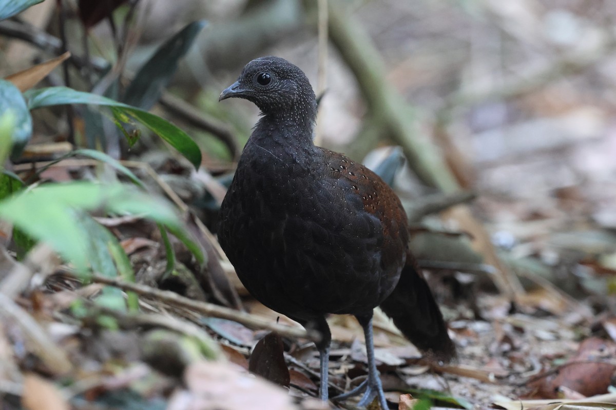 Mountain Peacock-Pheasant - ML645412750