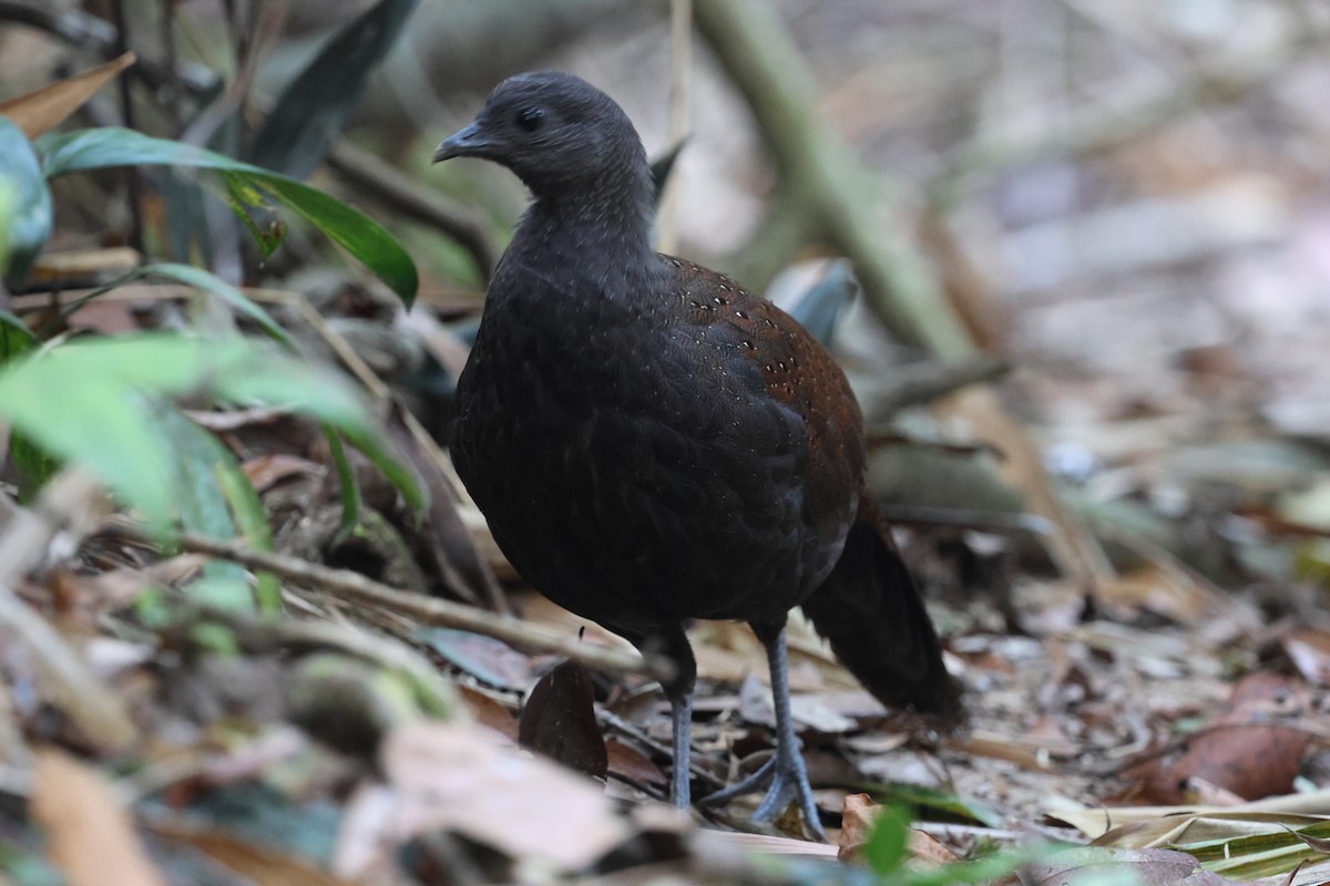 Mountain Peacock-Pheasant - ML645412751