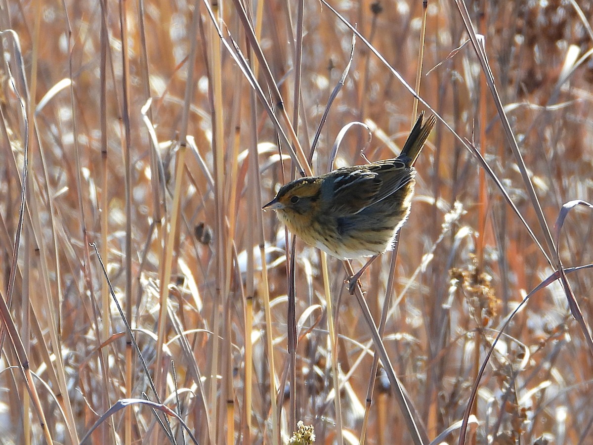 Chingolo de Nelson - ML645412754