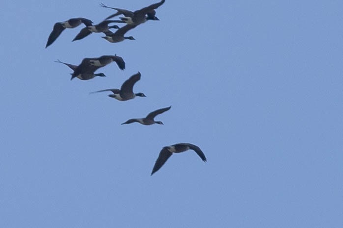 berneška malá - ML645412755