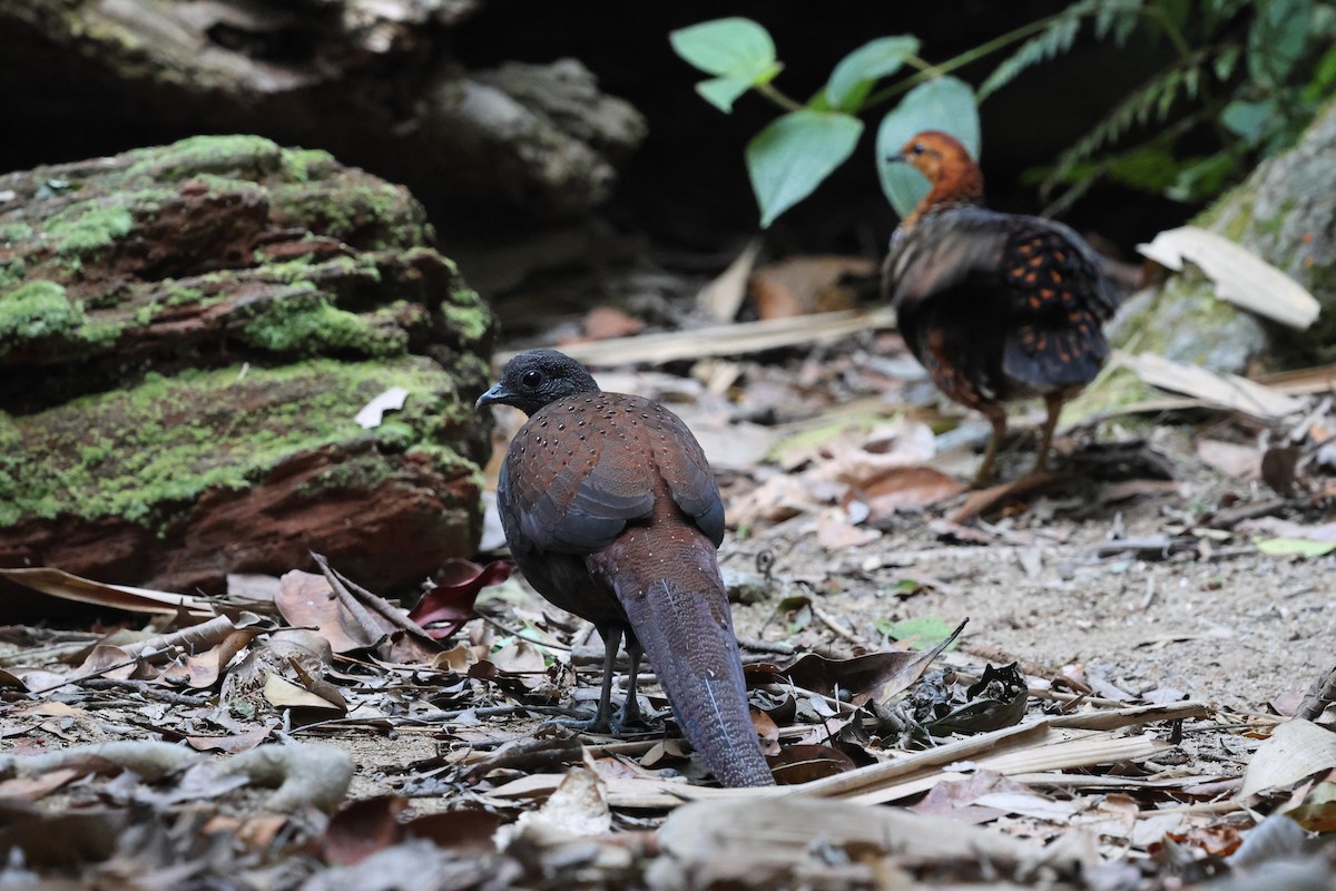 Mountain Peacock-Pheasant - ML645412756