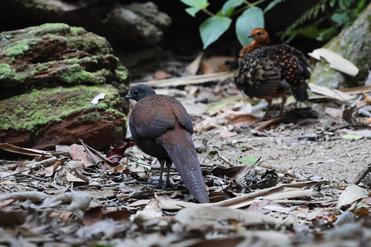 Mountain Peacock-Pheasant - ML645412757