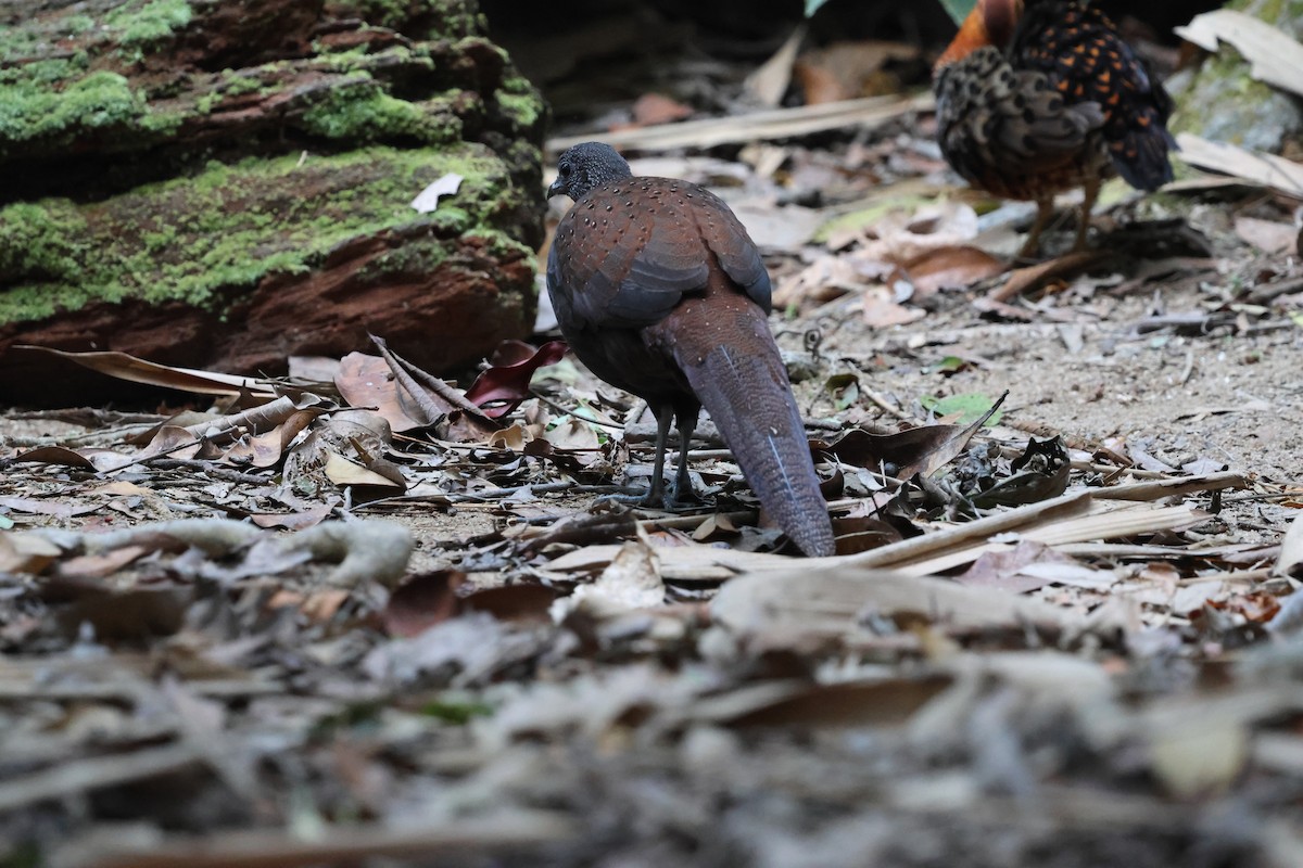 Mountain Peacock-Pheasant - ML645412758