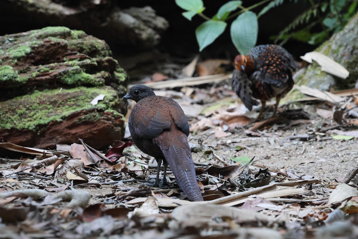 Mountain Peacock-Pheasant - ML645412759