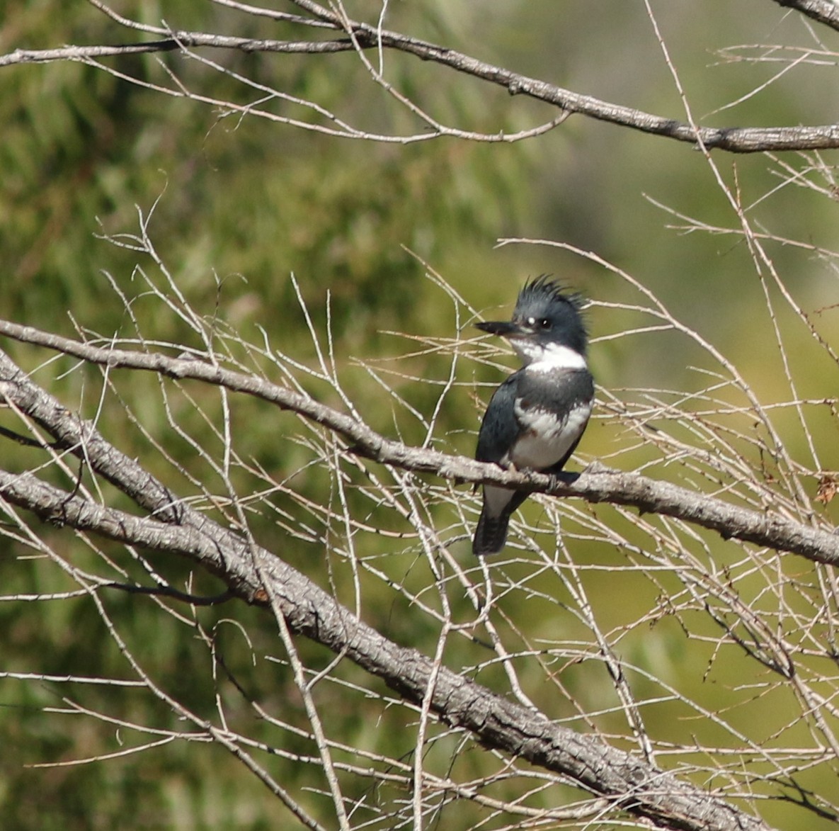 Martin handi iparramerikarra - ML645412761