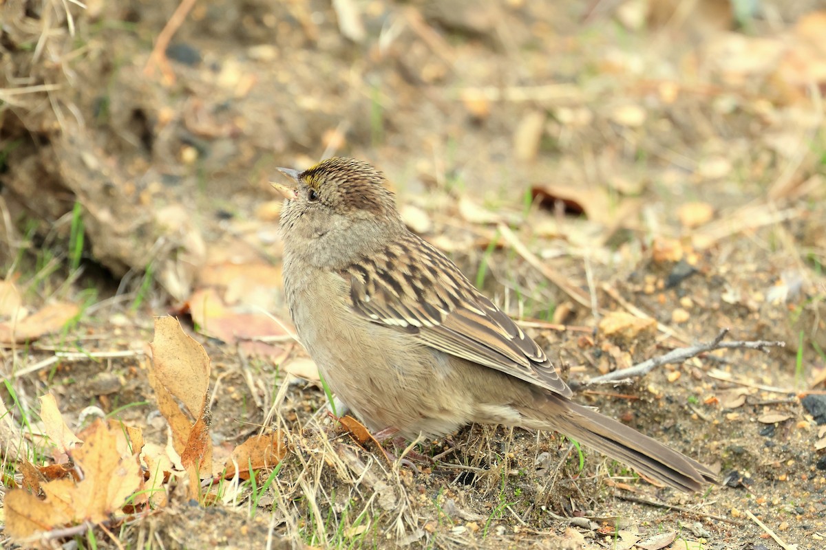 Чернобровая овсянка - ML645412764