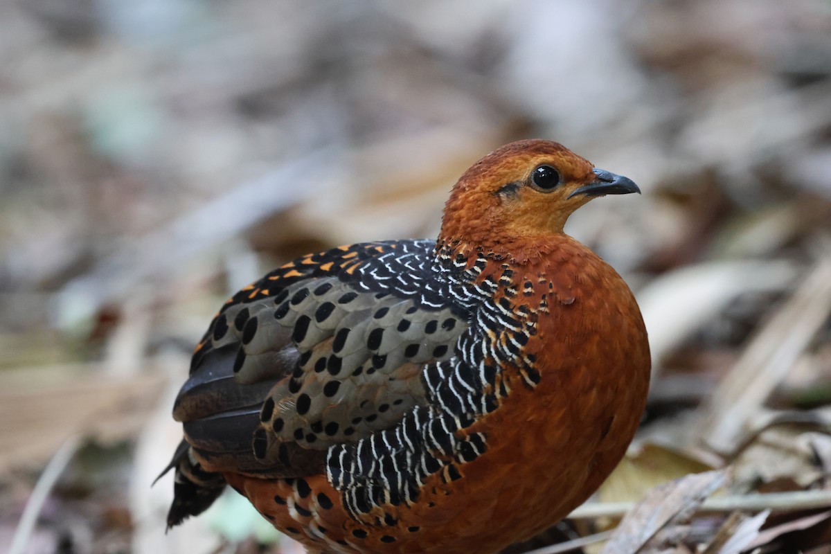 Куропатиця - ML645412779