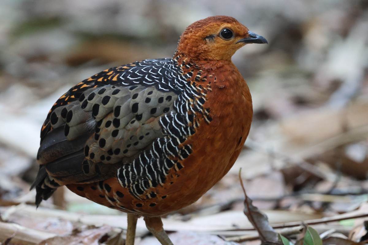 Куропатиця - ML645412780