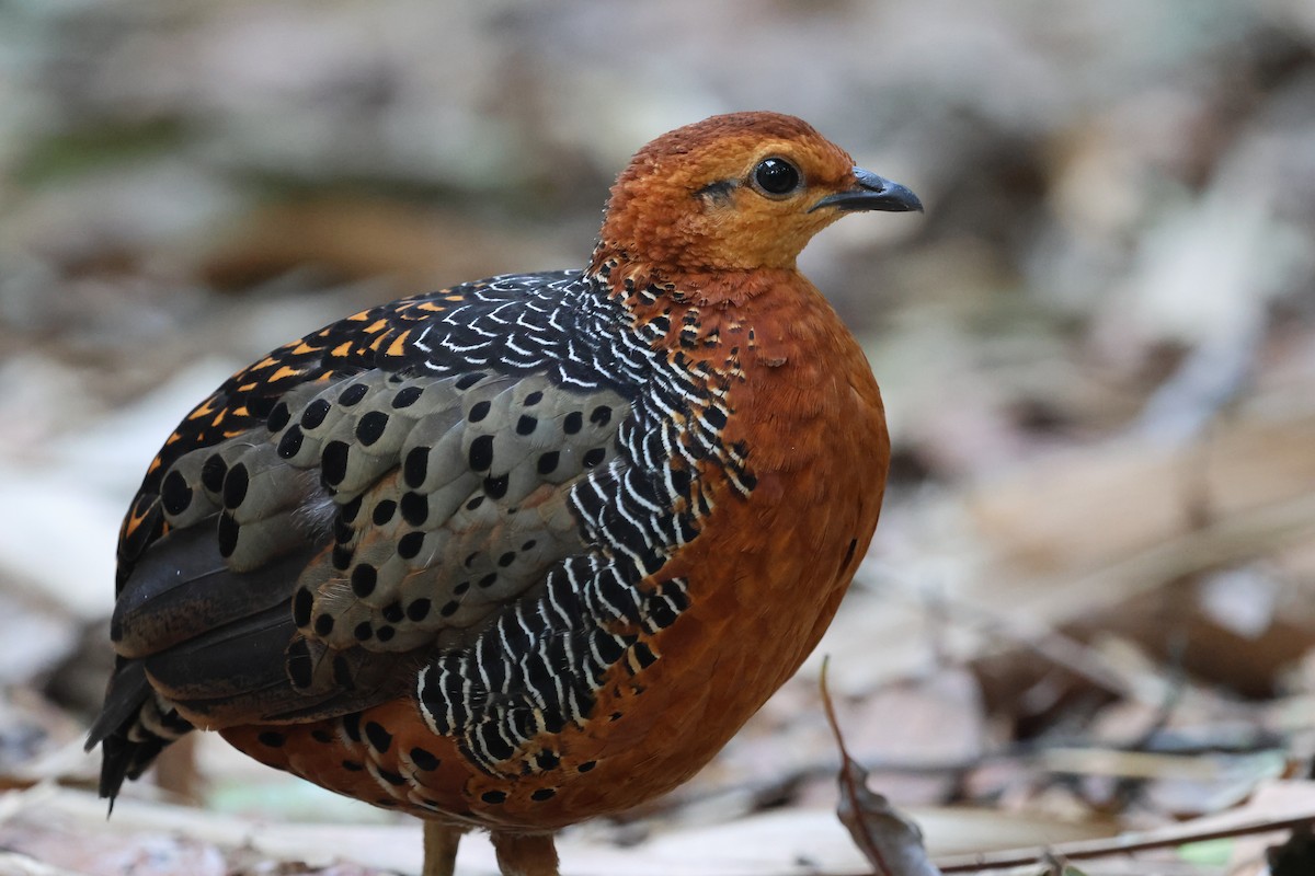 Куропатиця - ML645412781