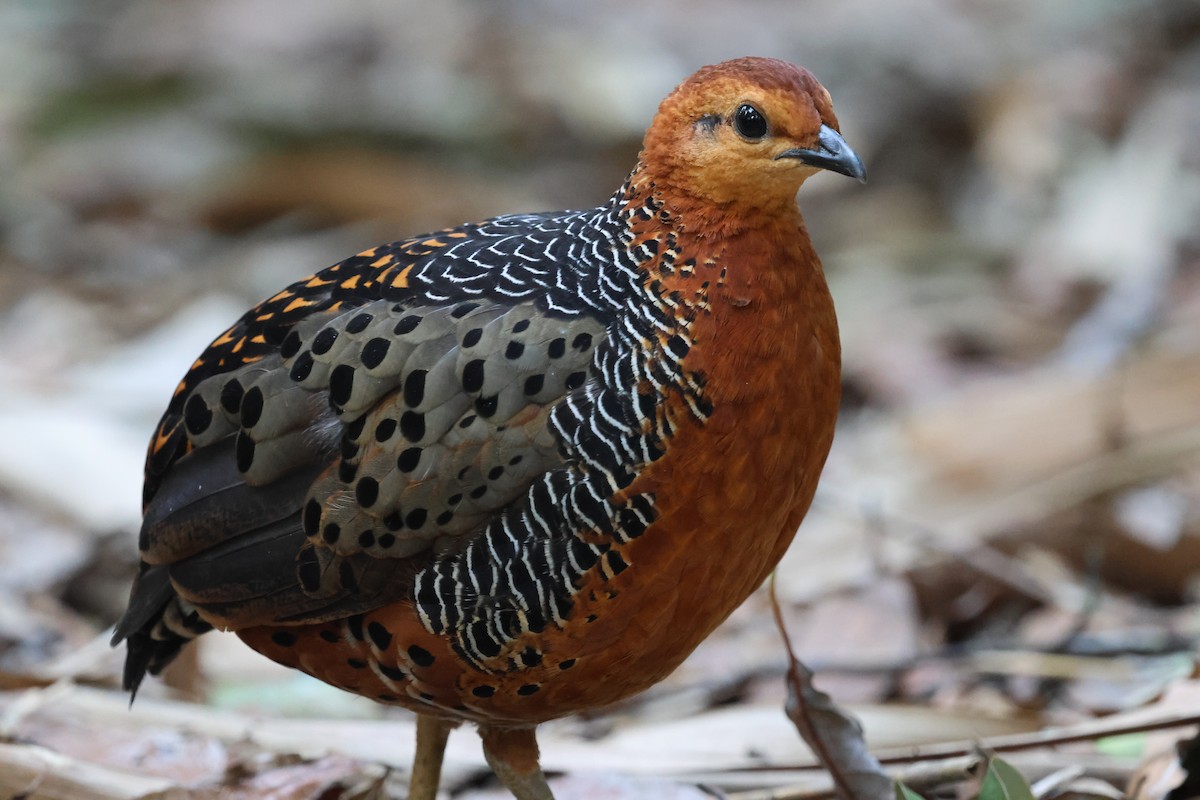 Куропатиця - ML645412782