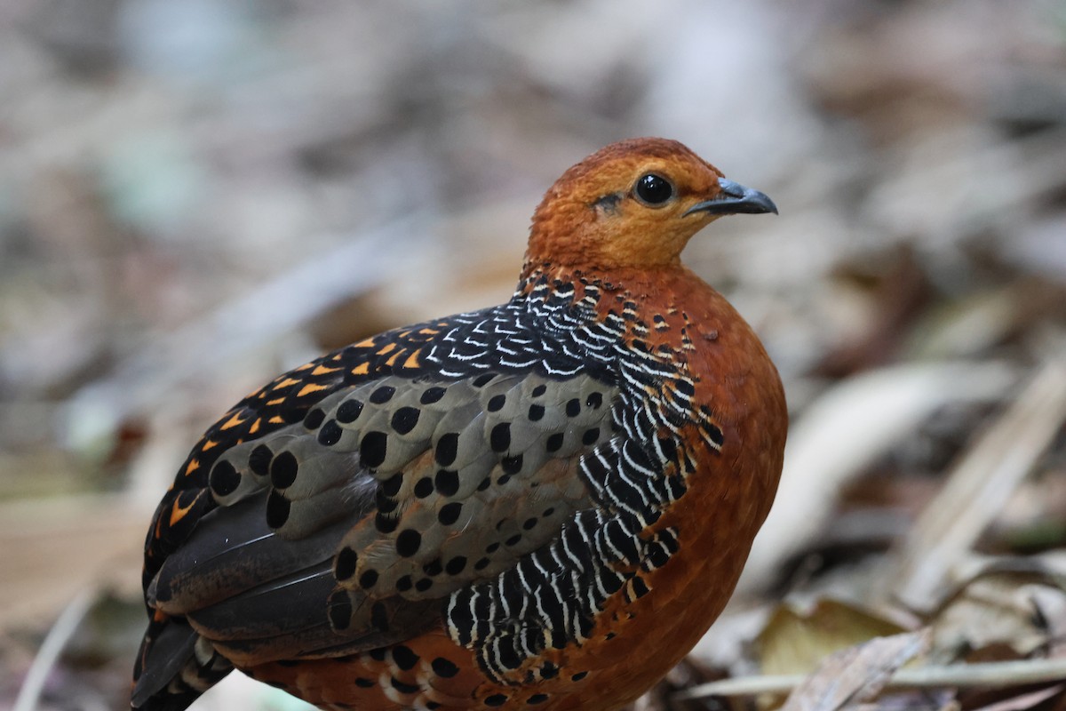 Куропатиця - ML645412783