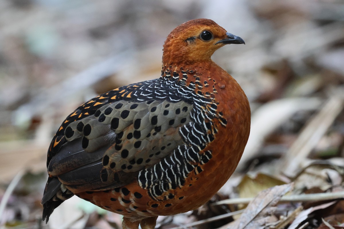 Куропатиця - ML645412784