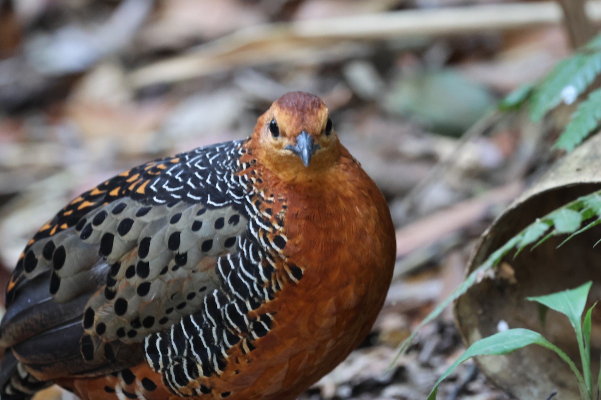 Куропатиця - ML645412785