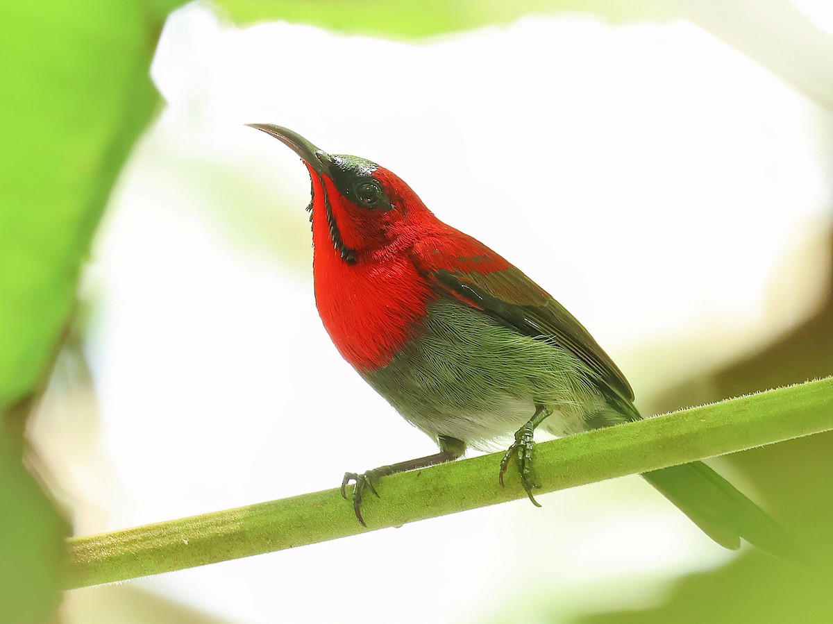 Karmesinnektarvogel - ML645412794