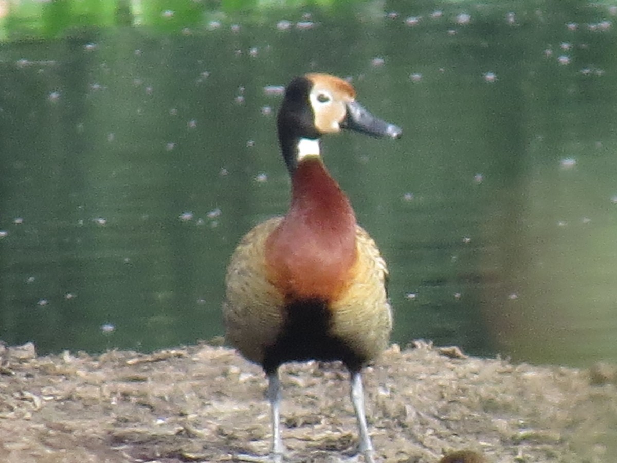 White-faced Whistling-Duck - ML645412795