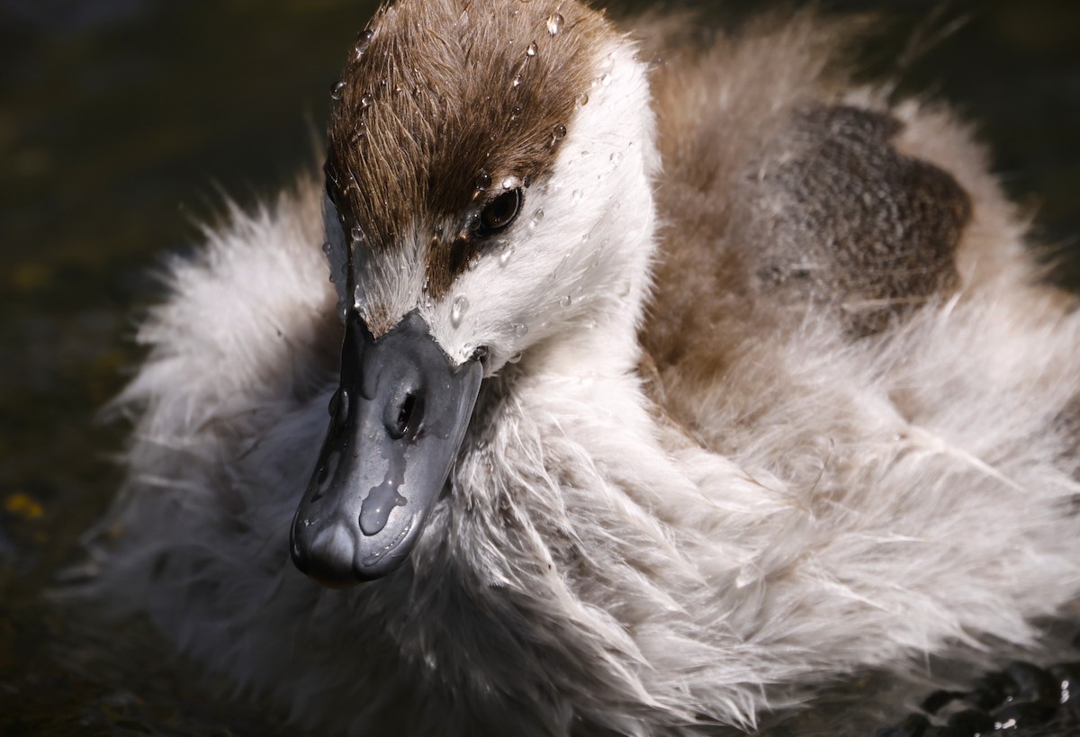 Tarro Maorí - ML645412799