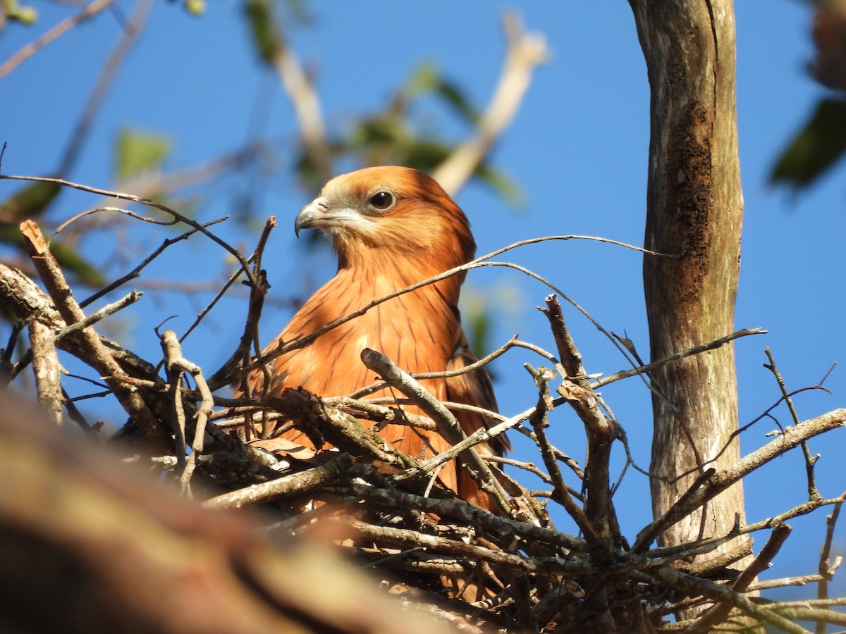 Milano Colicuadrado - ML645412800